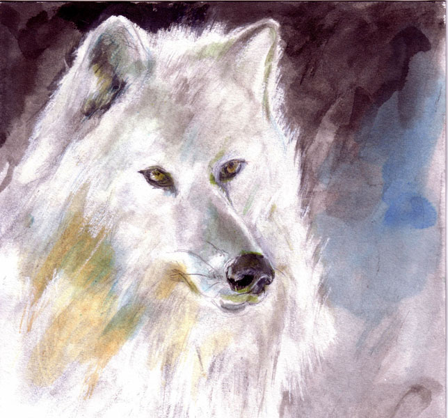 Lobo blanco   tinta s/papel  20 x 20 cm